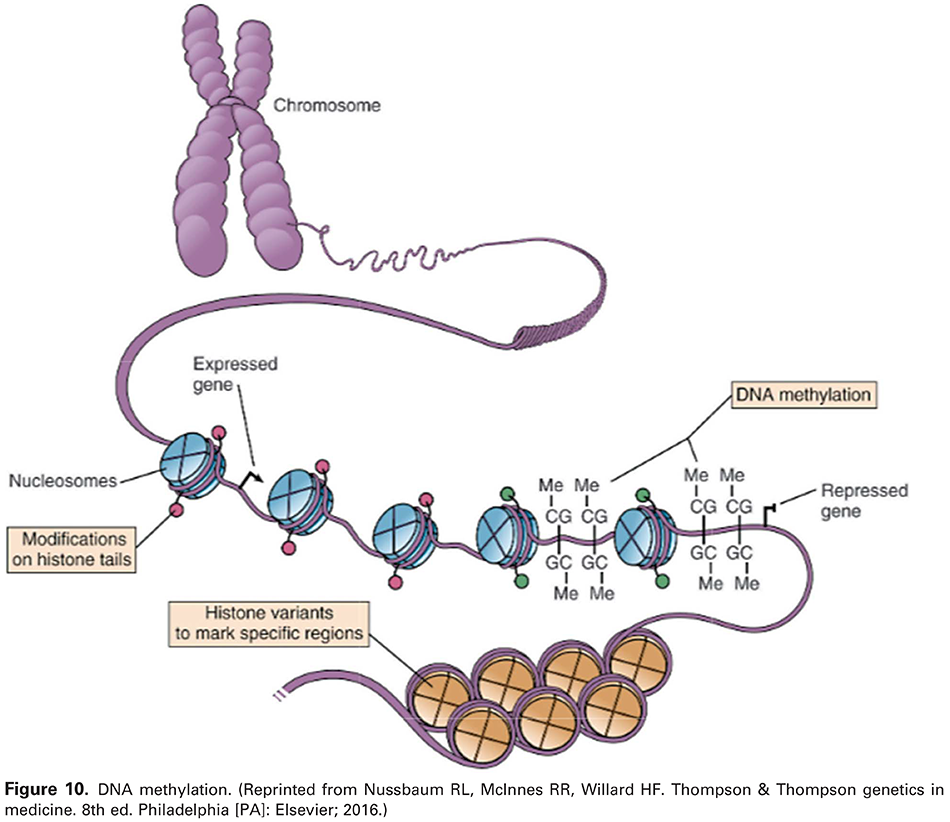 Modern Genetics in Obstetrics and Gynecology