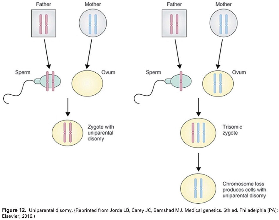 Figure 12. Uniparental disomy. (Reprinted from Jorde LB, Carey JC, Bamshad MJ. Medical genetics. 5th ed. Philadelphia [PA]: Elsevier; 2016.) 