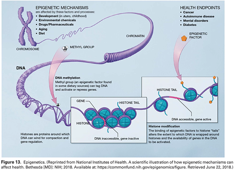 Figure 13. Epigenetics. (Reprinted from National Institutes of Health. A scientific illustration of how epigenetic mechanisms can affect health. Bethesda [MD]: NIH; 2018. Available at: 
 https://commonfund.nih.gov/epigenomics/figure . Retrieved June 22, 2018.)
 