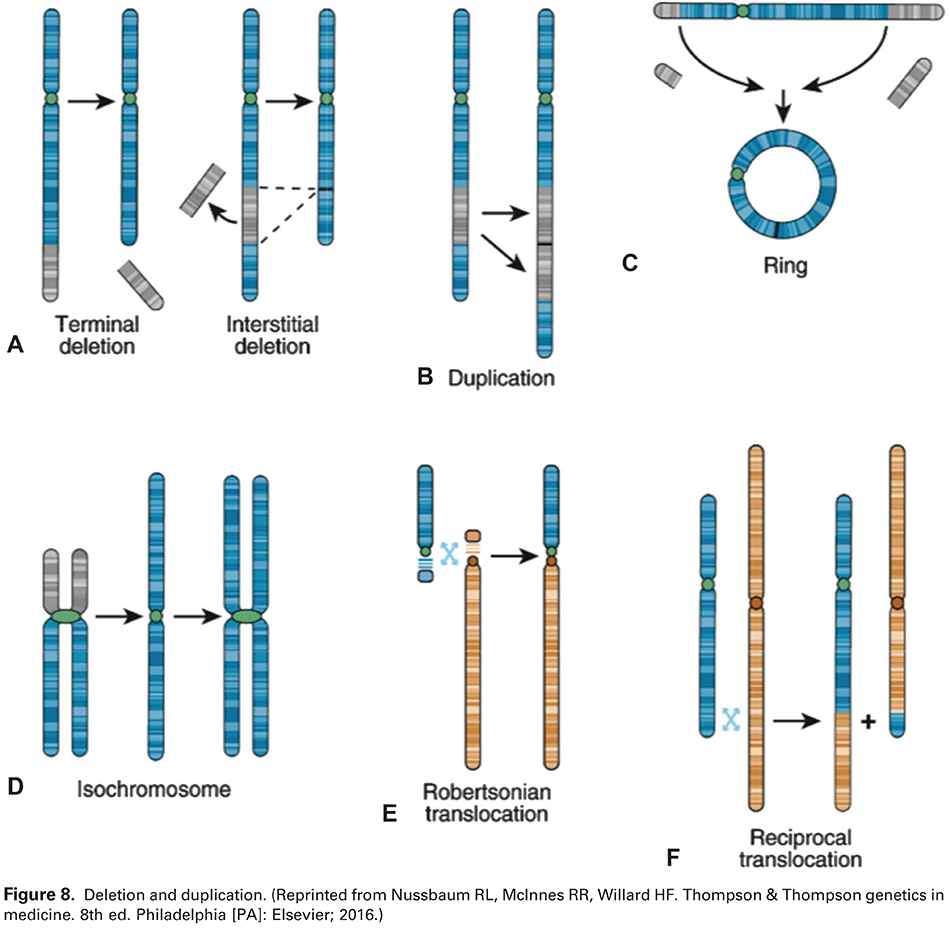 Figure 8. Deletion and duplication. (Reprinted from Nussbaum RL, McInnes RR, Willard HF. Thompson &amp; Thompson genetics in medicine. 8th ed. Philadelphia [PA]: Elsevier; 2016.) 